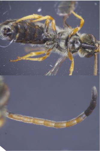 Seladonia tumulorum